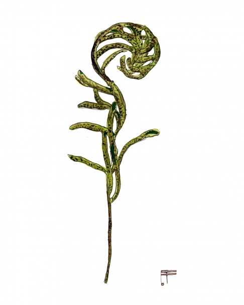 Resurrection Fern by Emma Fick | Watercolor and ink on paper Resurrection Fern